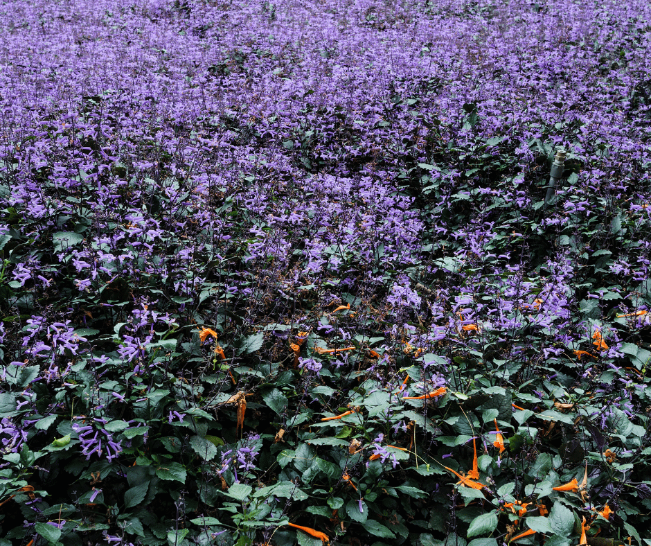 Lavender Gardens
